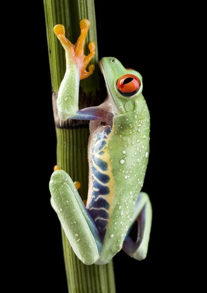 Frog on branch — Stock Photo, Image