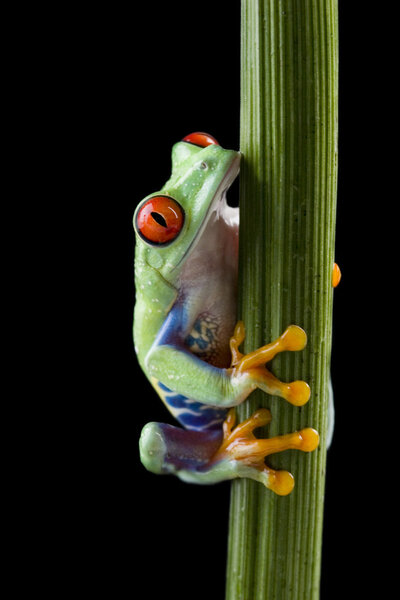 Frog on branch