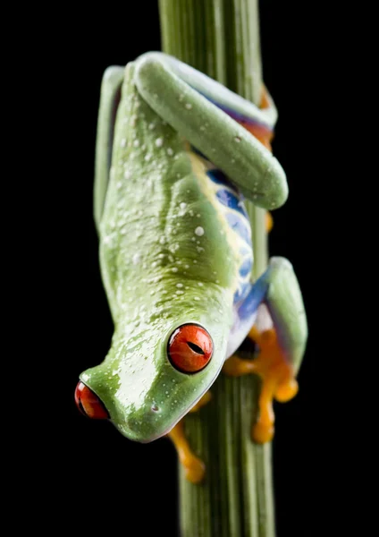 Žába na větvi — Stock fotografie