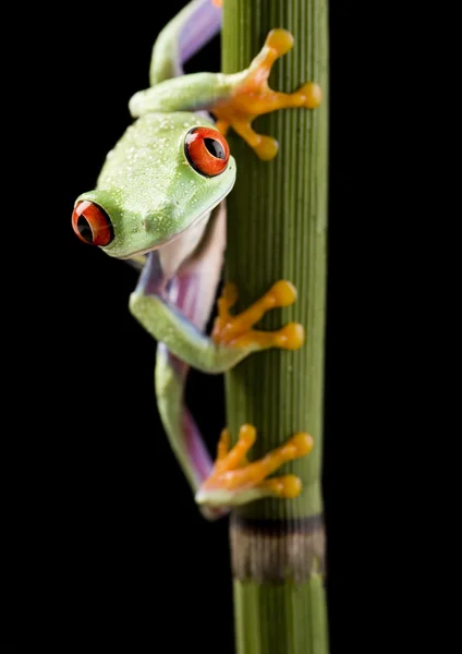 Frog on branch — Stock Photo, Image