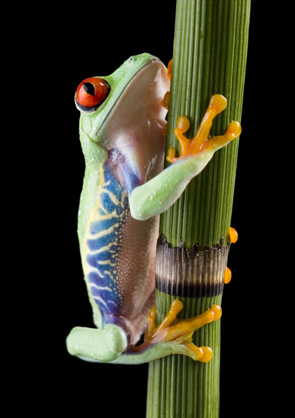 Frog on branch