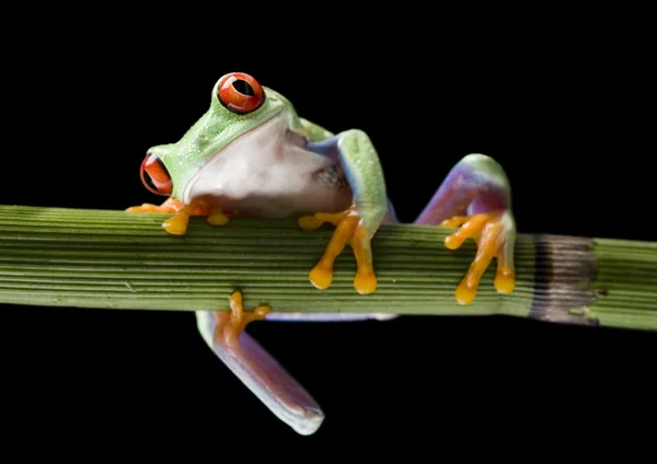 Frog on branch — Stock Photo, Image