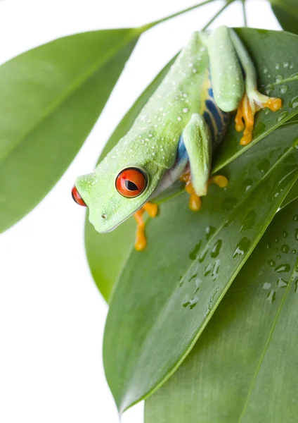 Green frog — Stock Photo, Image