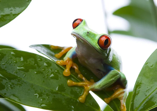 Groene kikker — Stockfoto