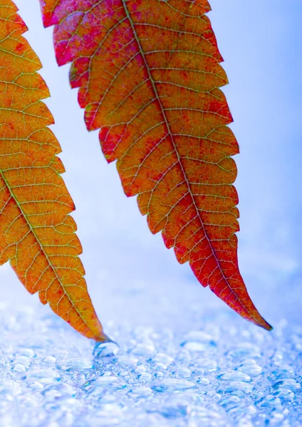 Leaf background — Stock Photo, Image