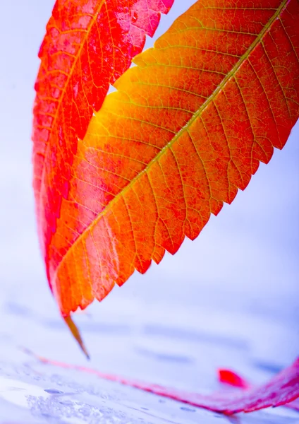 Leaf background — Stock Photo, Image