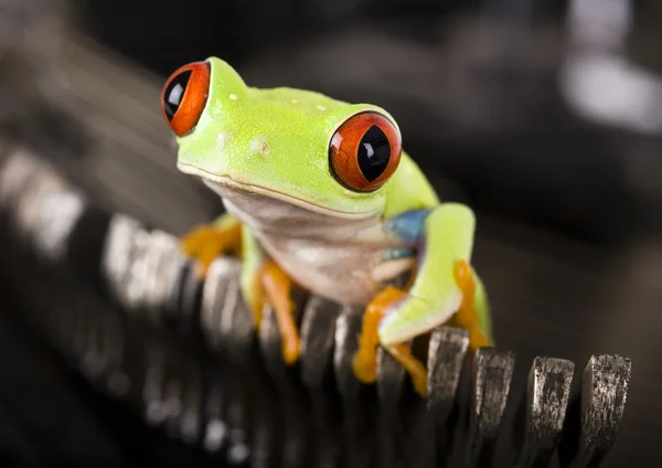 Frog & Typewriter — Stock Photo, Image