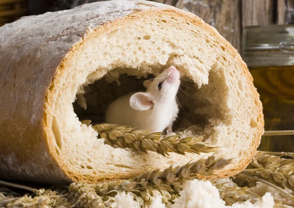 Mouse in a loaf — Stock Photo, Image