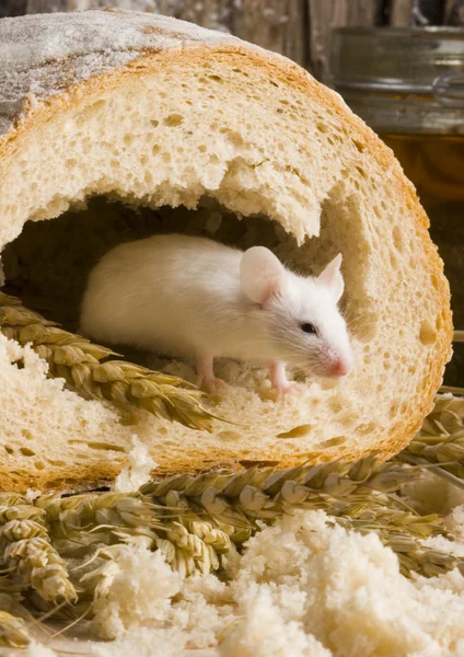 Ratón en un pan — Foto de Stock