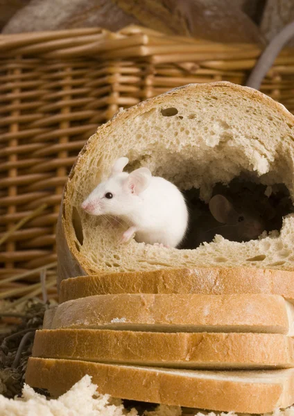 Ratón en un pan — Foto de Stock