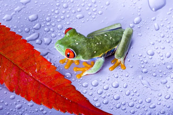 狂気のカエル写真素材 ロイヤリティフリー狂気のカエル画像 Depositphotos 狂気のカエル写真素材 ロイヤリティフリー狂気のカエル画像 Depositphotos