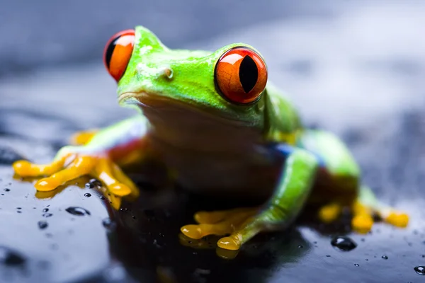 Frog on stones — Stock Photo, Image