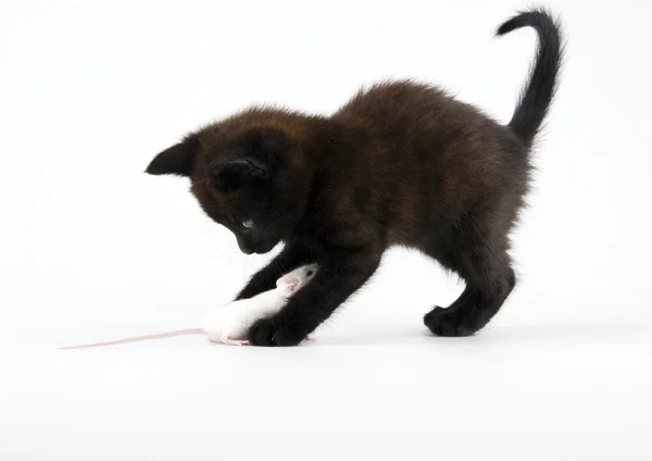 Black cat & White mouse — Stock Photo, Image