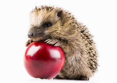 Hedgehog with apple clipart