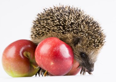 Hedgehog with apples clipart