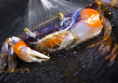 Focus ön pençe üzerine Yengeç