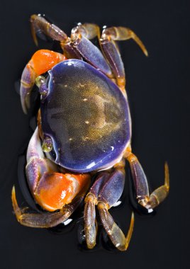 Focus ön pençe üzerine Yengeç