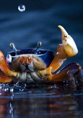 Focus ön pençe üzerine Yengeç