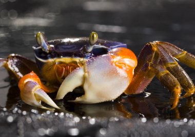 Focus ön pençe üzerine Yengeç