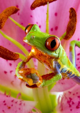 Kırmızı gözlü ağaç kurbağası