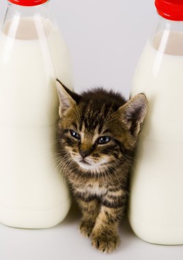 Kedi ve süt