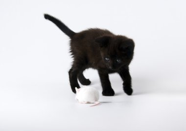 Siyah kedi ve beyaz fare