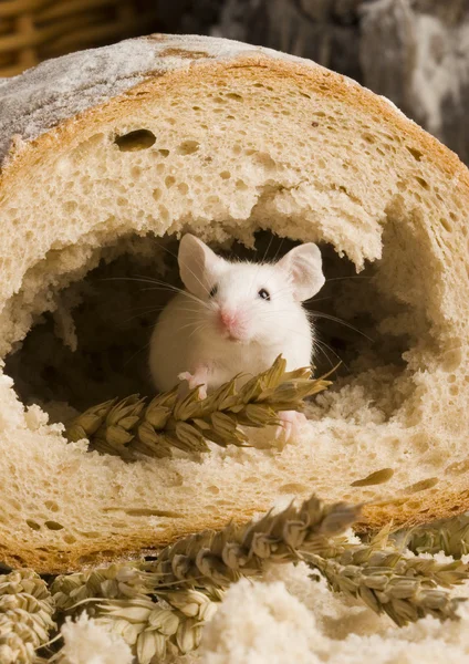 Ratón en un pan — Foto de Stock