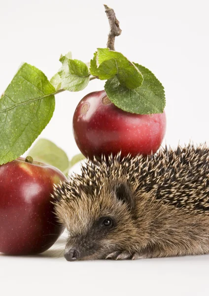 Hedgehog with apples — Stock Photo, Image