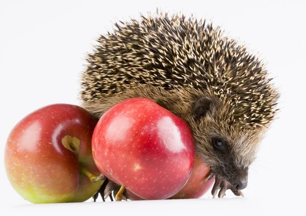 Hedgehog with apples — Stock Photo, Image