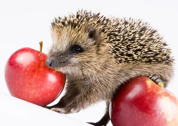 Hedgehog with apples — Stock Photo, Image
