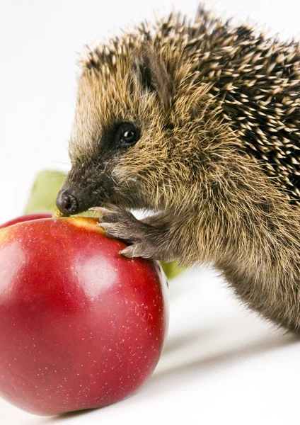 Hedgehog with apple — Stock Photo, Image