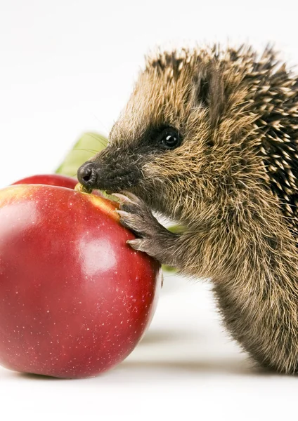 Hedgehog with apple — Stock Photo, Image