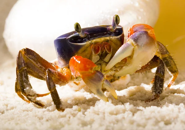 The crab on the sand — Stock Photo, Image