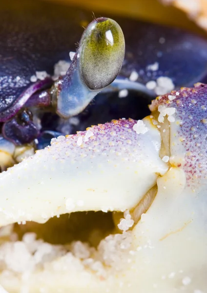 The crab on the sand — Stock Photo, Image