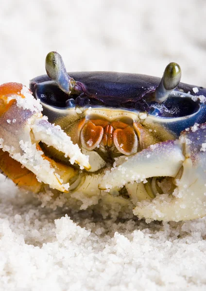 The crab on the sand — Stock Photo, Image