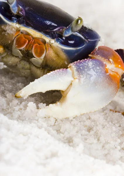 The crab on the sand — Stock Photo, Image