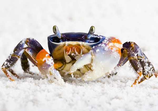 The crab on the sand — Stock Photo, Image