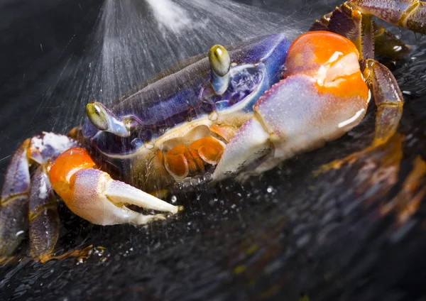 Crab focus on front claw — Stock Photo, Image