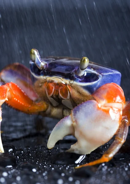 Crab focus on front claw — Stock Photo, Image