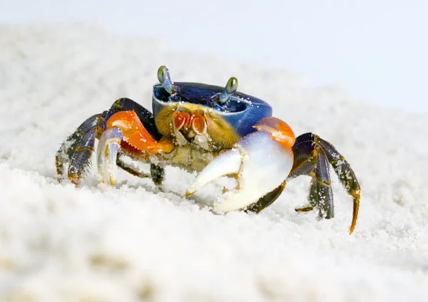 The crab on the sand — Stock Photo, Image