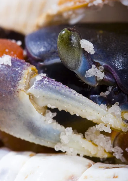 The crab on the sand — Stock Photo, Image