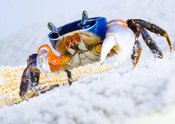 Die Krabbe im Sand — Stockfoto