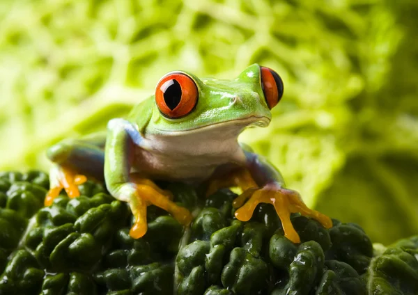 Röd groda — Stockfoto