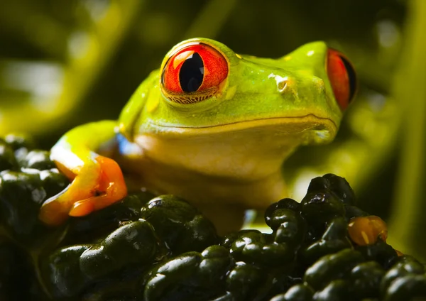 Red frog — Stock Photo, Image