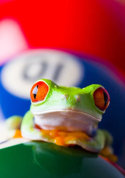 青蛙 & 台球球 — 图库照片