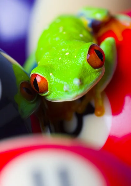 Frog & Billiard balls — Stock Photo, Image