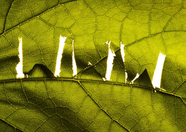 WWW sign on leaf — Stock Photo, Image