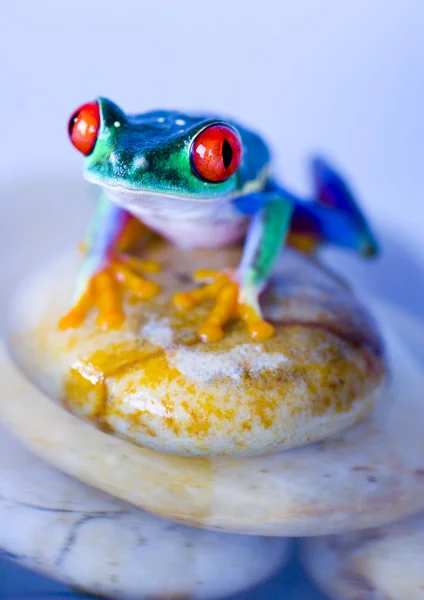 Red eyed tree frog — Stock Photo, Image