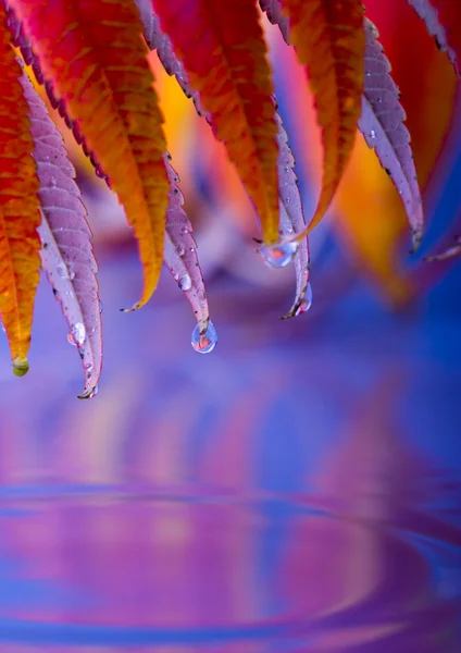 Hintergrund Blatt — Stockfoto