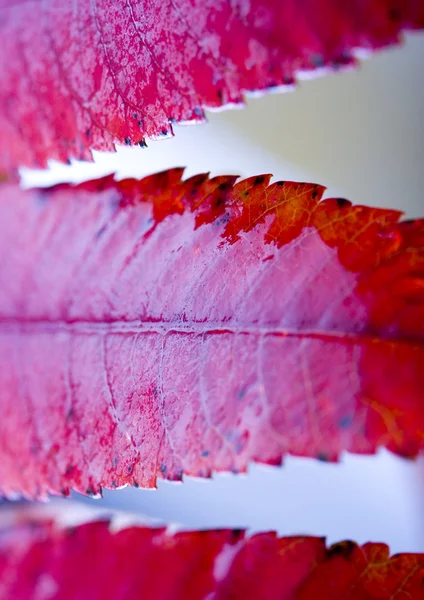 Wet leaves — Stock Photo, Image